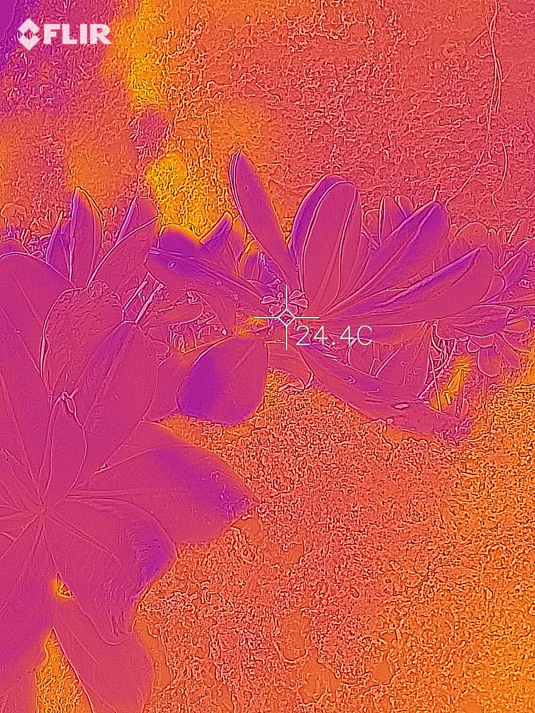26.120015, 127.749914
